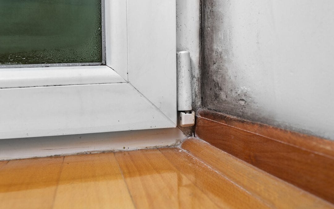 5 Signs Of Mold In The Home