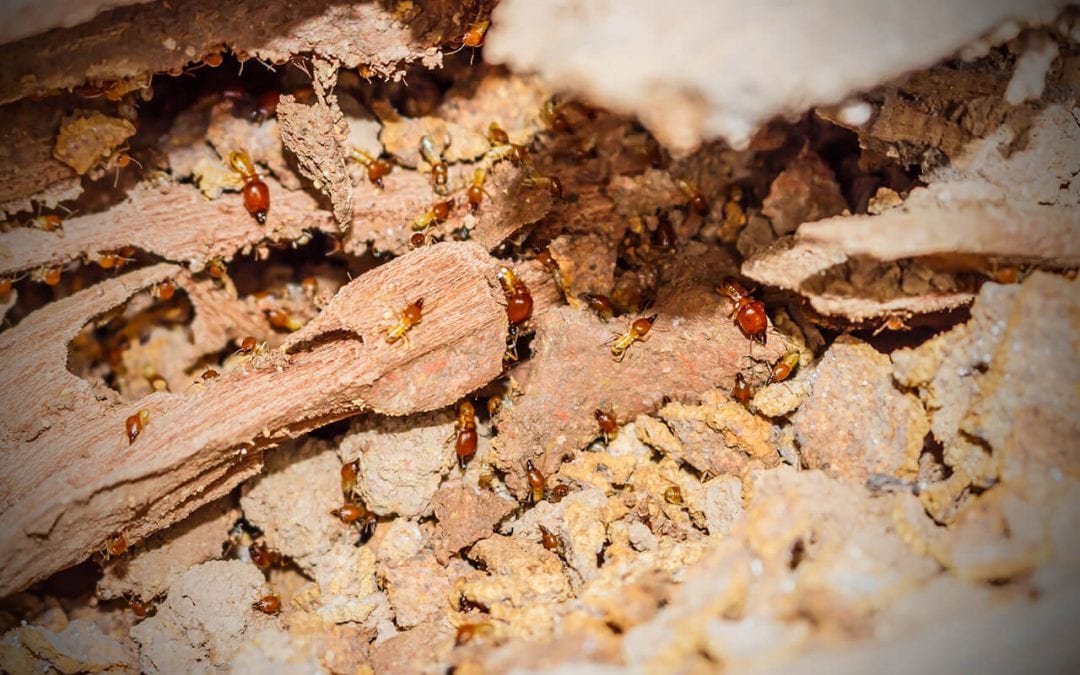 Four Simple Steps to Prevent Termites In the Home